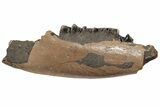 Fossil Rhino (Stephanorhinus) Left Mandible - Germany #200792-4